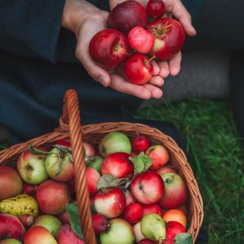 فوائد التفاح للحامل والجنين .. وهل هناك أضرار للتفاح الأخضر والأحمر على الحامل