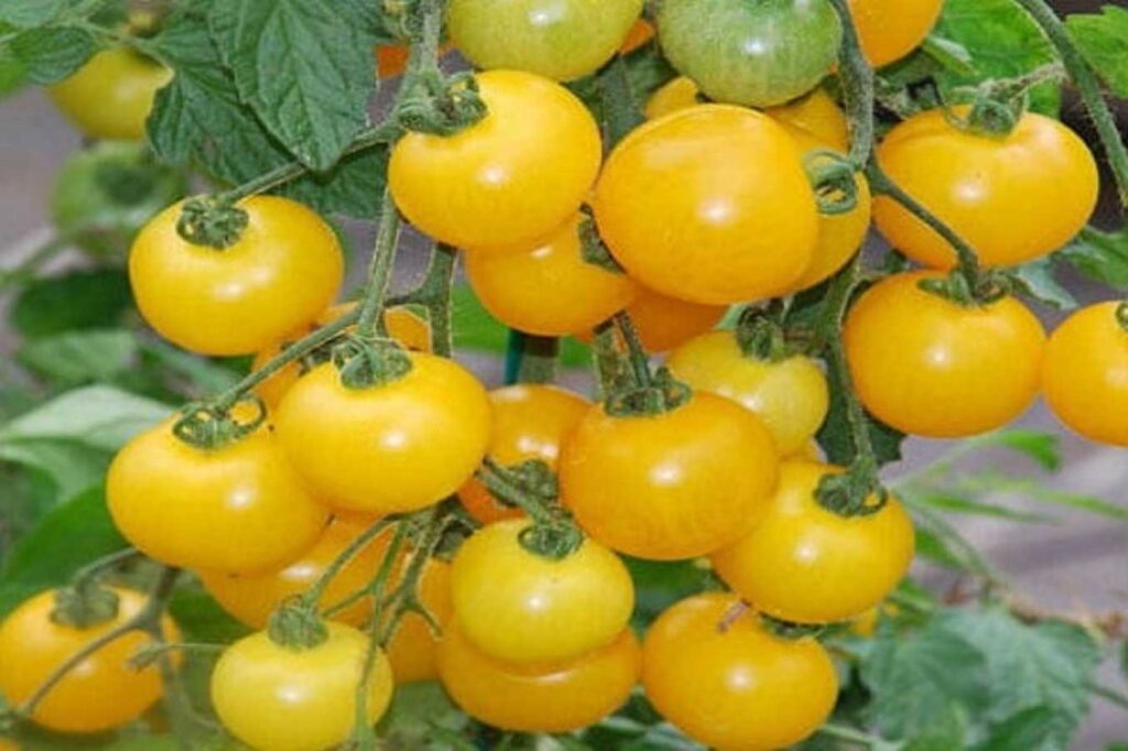 فوائد الطماطم الصفراء، وأضرارها