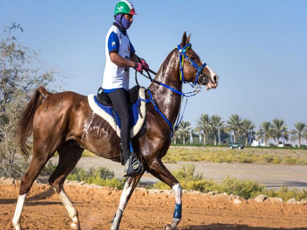 أهم ميادين سباق الخيول في الامارات .. دليل سباقات الخيول في الإمارات وأشهر ميادينها