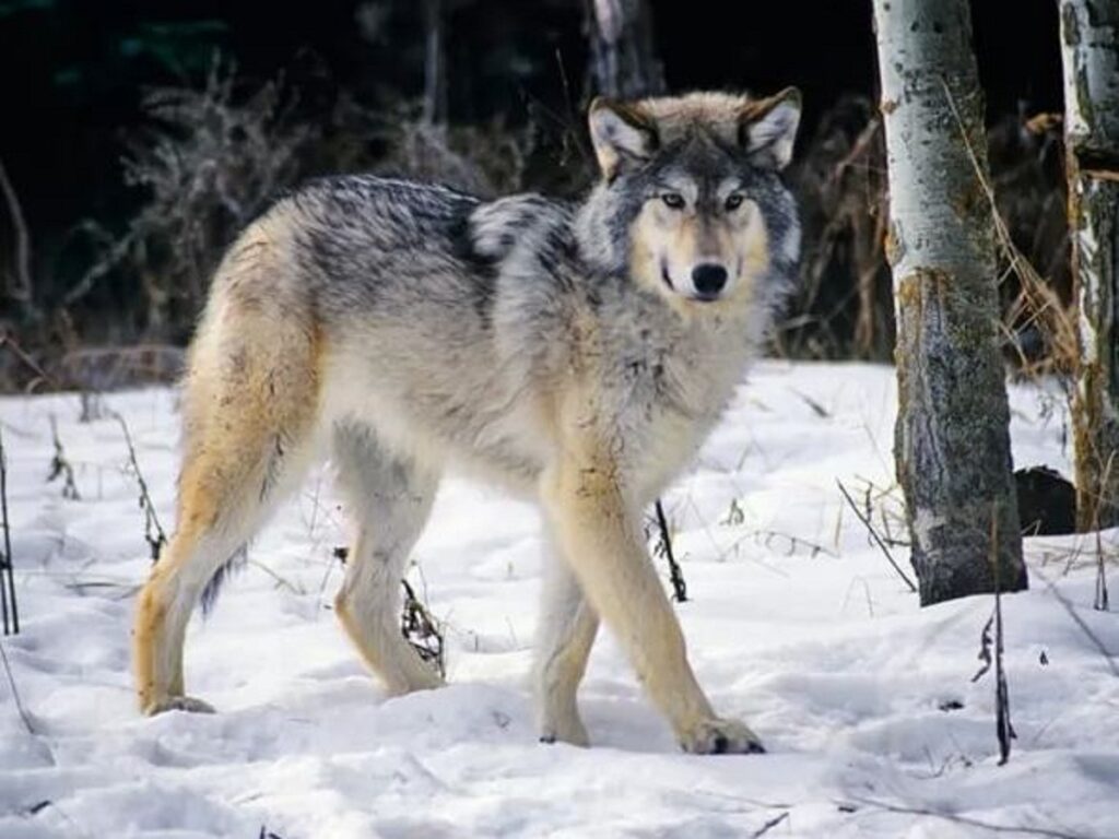 تفسير رؤية الذئب في المنام .. أهم تفسيرات حلم الذئب في المنام