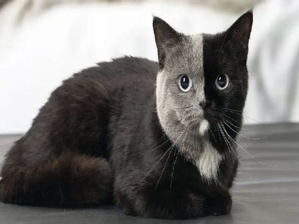تفسير رؤية القطط في المنام وهل القطط السوداء سحر اوجن