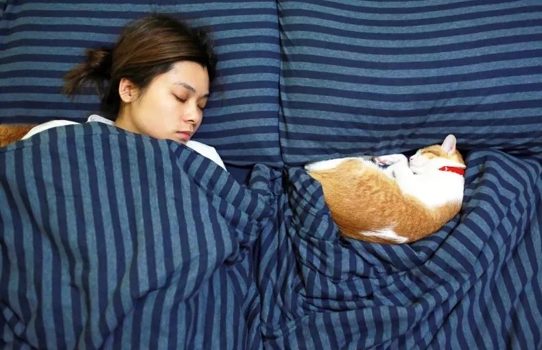 اضرار نوم القطط بجانب الانسان